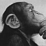 mrmonkey