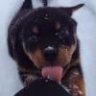 rotty
