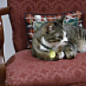 PaulThePokerCat