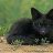 Black_Fox