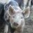 pigpen02