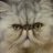 GiGiCat