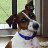 baxterdog21