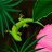 GeckoAA