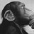 mrmonkey