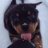 rotty